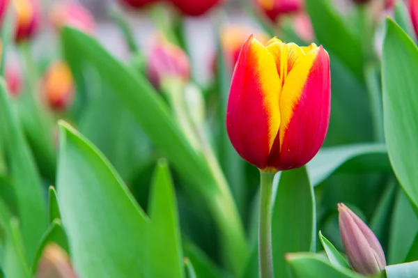 Tulipani colorati, tulipani in primavera . — Foto Stock