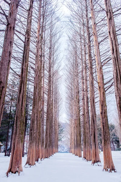 Nami sziget Koreában, fenyőfák sora télen. — Stock Fotó