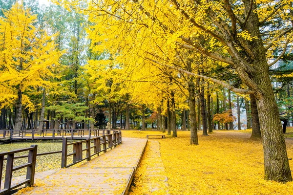 Jesień z drzewo ginkgo w Nami wyspa, Korea. — Zdjęcie stockowe