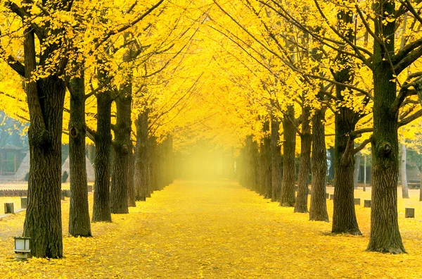 Sarı ginkgo ağacı namı Adası, Kore dizisi. — Stok fotoğraf