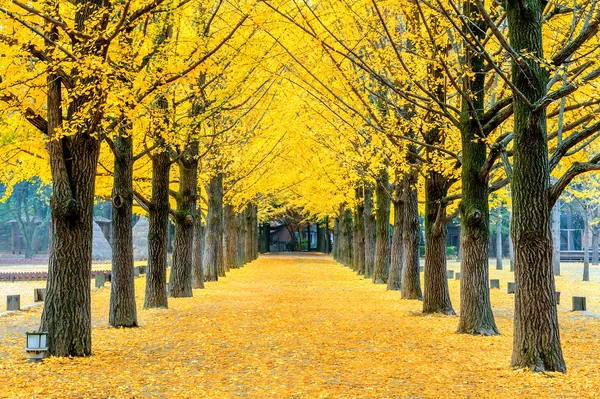 Řada žluté Jinan dvoulaločný strom v Nami ostrov, Korea. — Stock fotografie