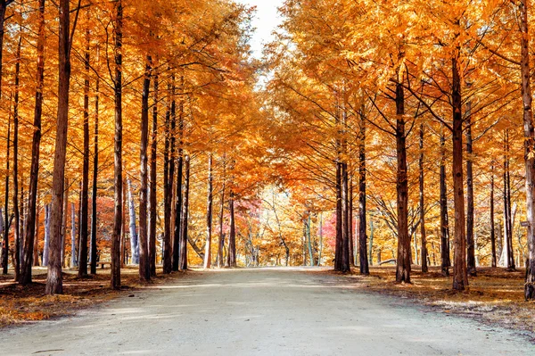 Podzimní stromy v Nami ostrov, Korea. — Stock fotografie