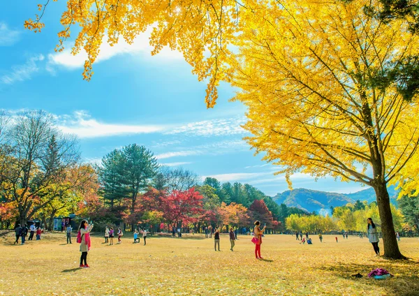 ISLA NAMI, COREA - 25 DE OCTUBRE: Turistas tomando fotos de la belleza —  Fotos de Stock