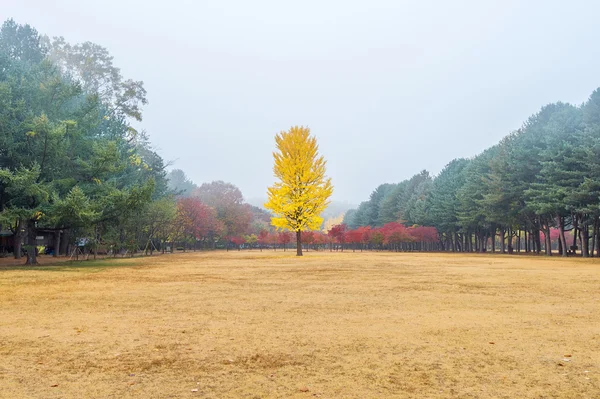 Hösten med ginkgo trädet i Nami Island, Sydkorea. — Stockfoto