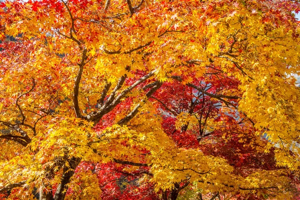 槭树在秋天在韩国. — 图库照片