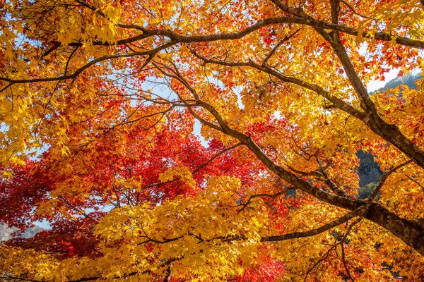 韓国で秋にカエデの木. — ストック写真