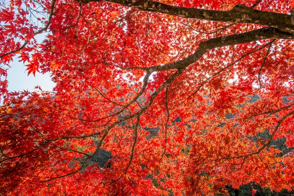 Maple boom in de herfst in korea. — Stockfoto