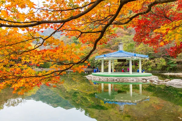 NAEJANGSAN, KOREA - NOVEMBER 1: Tourrists taking photos of the beautiful scenery around Naejangsan park, South Korea . — стоковое фото