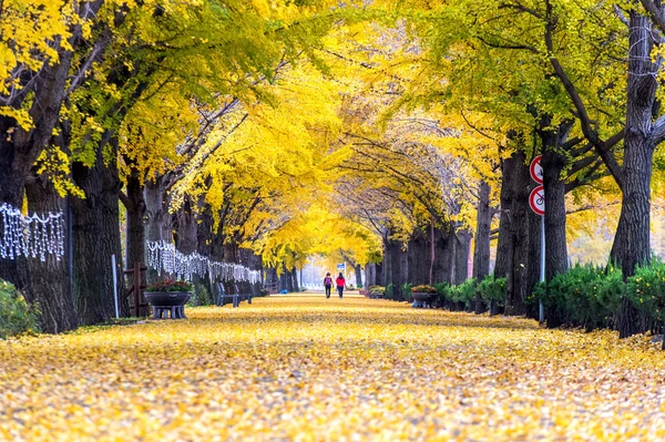 Asan, Kore - 9 Kasım: Satır sarı ginkgo ağaçları ve turist. — Stok fotoğraf