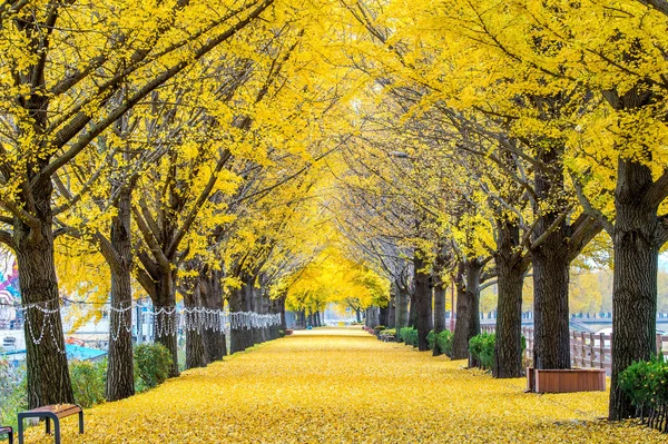 Fila de árboles de ginkgo amarillo en Asan, Corea . —  Fotos de Stock