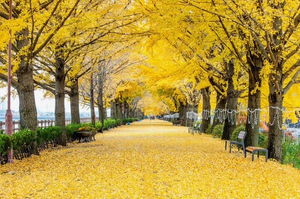 Asan, Korea - 9. listopadu: Řádek žluté Gingo stromů a turistů. — Stock fotografie