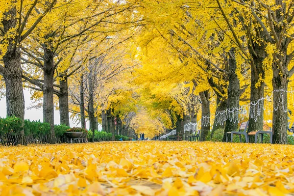 Ασάν, Κορέα - 9 Νοεμβρίου: Σειρά κίτρινο ginkgo δέντρα και τουρίστες. — Φωτογραφία Αρχείου