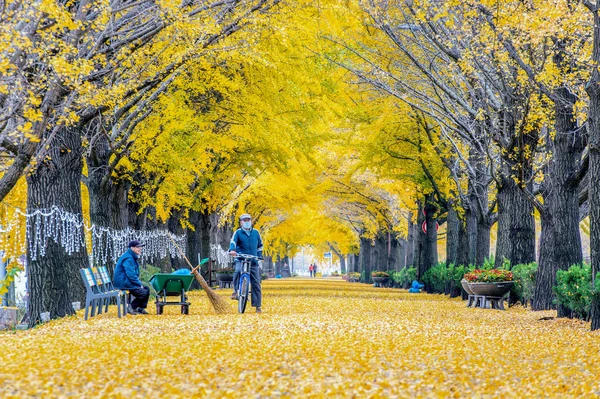 ASAN, COREIA - NOVEMBRO 9: Fila de ginkgo amarelo e turistas . — Fotografia de Stock