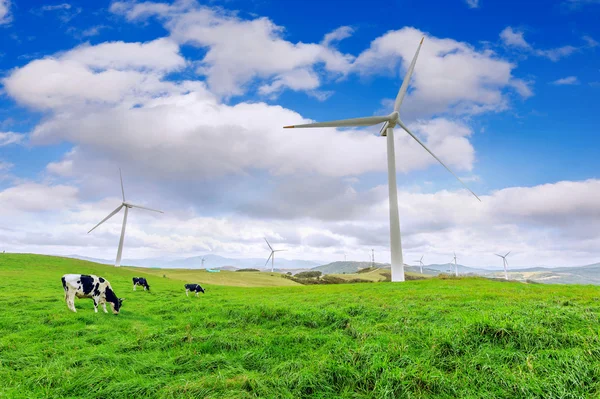 Rüzgar türbinleri ve yeşil çayır üzerinde ineklerin. — Stok fotoğraf