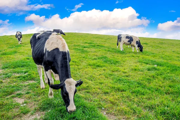 Vacas em um campo verde. — Fotografia de Stock