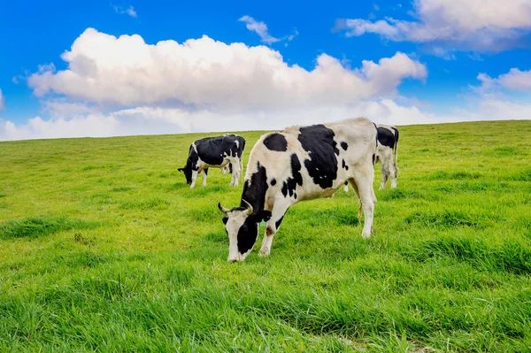 Vacas en un campo verde. — Foto de Stock