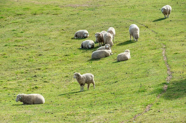 Birkák a réten a hegyekben. — Stock Fotó