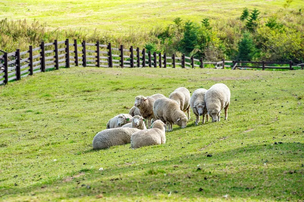 Birkák a réten a hegyekben. — Stock Fotó