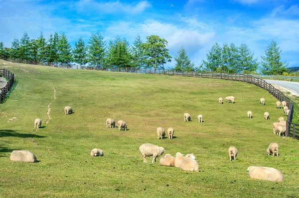 Ovelhas em um prado nas montanhas . — Fotografia de Stock