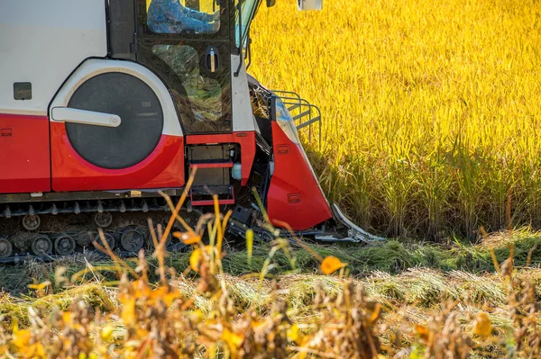 Combine la cosechadora en un campo de arroz durante la cosecha . —  Fotos de Stock