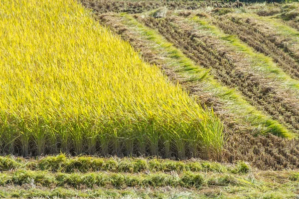 Рисове поле під час збору врожаю . — стокове фото