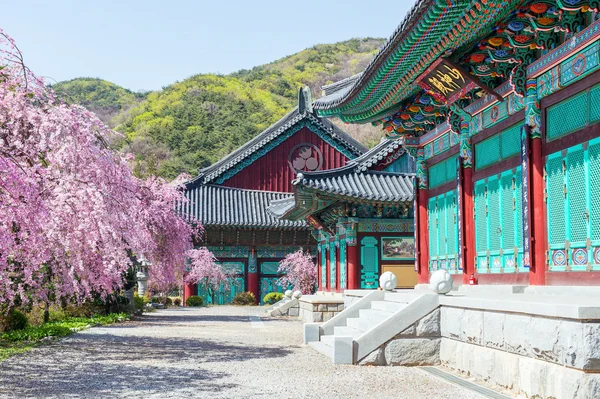Gyeongbokgung Palacio con flor de cerezo en primavera, Corea . —  Fotos de Stock