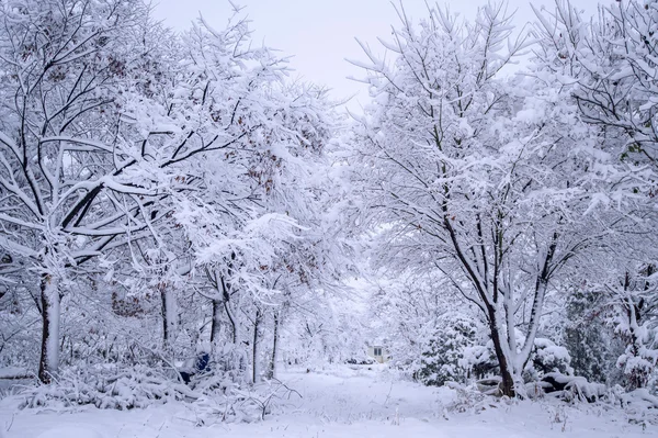 Paisagem de inverno, árvores cobertas de neve . — Fotografia de Stock