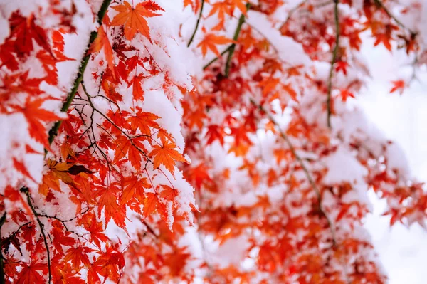 Árvore vermelha do bordo da queda coberta na neve, Coreia do Sul . — Fotografia de Stock