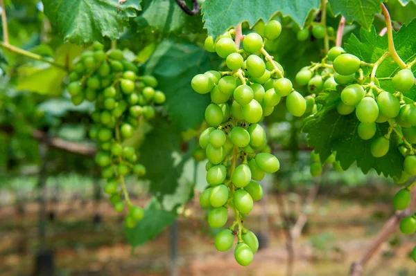 Uvas verdes jóvenes . — Foto de Stock