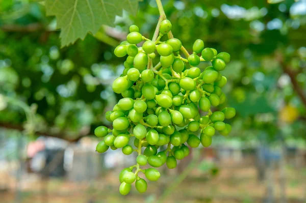Young green grapes. — Stock Photo, Image