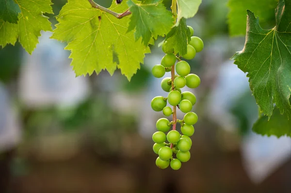 Uvas verdes jóvenes . — Foto de Stock