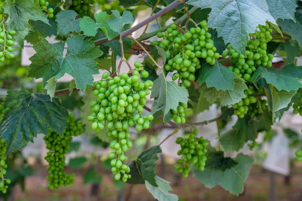 Uvas verdes jóvenes . — Foto de Stock