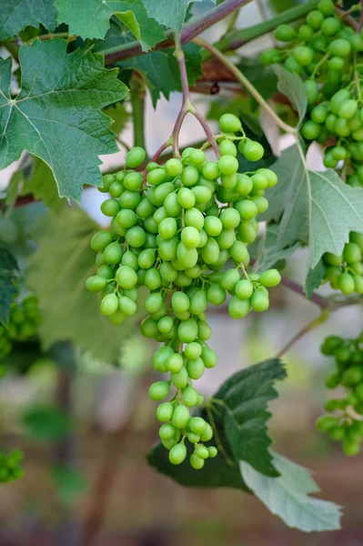 Uvas verdes jóvenes . —  Fotos de Stock