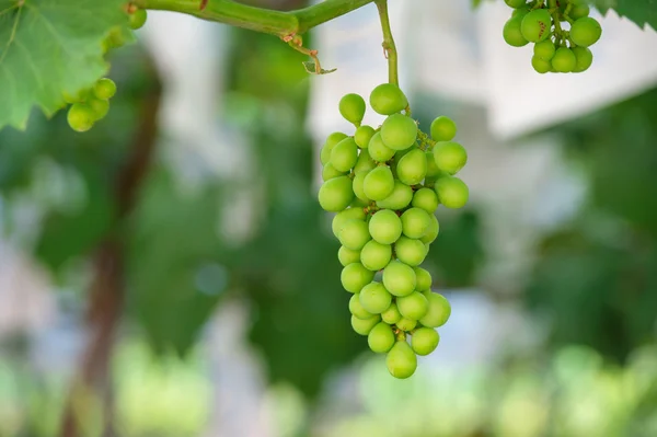 Jeunes raisins verts . — Photo