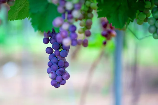 Raisins rouges dans le jardin . — Photo