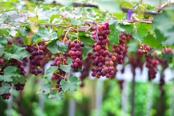 Uvas rojas en el jardín . — Foto de Stock