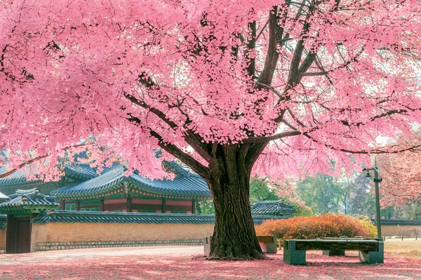 Bela árvore rosa na primavera, Gyeongbokgung na Coréia . Imagens De Bancos De Imagens Sem Royalties