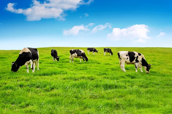 Cows on a green field. — Stock Photo, Image