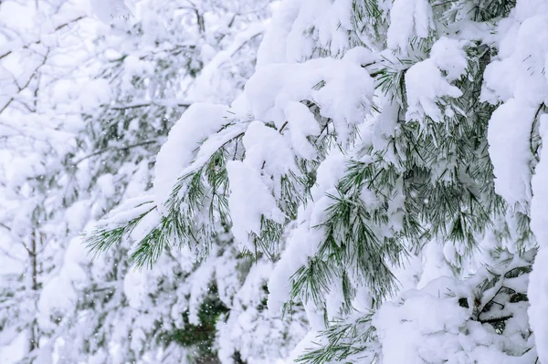 Winter landscape, trees covered with snow. Royalty Free Stock Images