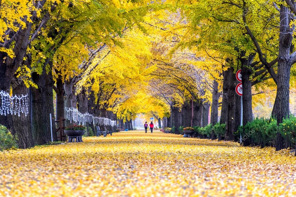 ASAN KOREA NOVEMBER 9 Row of yellow  ginkgo trees and 