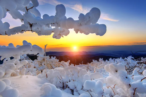 在韩国的冬天，白雪覆盖的德裕山山上的日出. — 图库照片