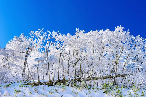 Lindas paisagens de inverno, árvores cobertas de neve branca e céu azul . — Fotografia de Stock