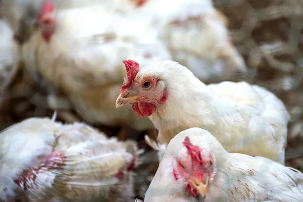 Poulet malade ou poulet triste à la ferme, Épidémie, grippe aviaire, problèmes de santé . — Photo