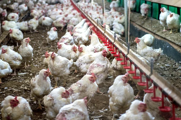 Pollo enfermo o pollo triste en la granja, Epidemia, gripe aviar, problemas de salud . — Foto de Stock