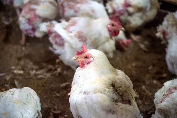 Poulet malade ou poulet triste à la ferme, Épidémie, grippe aviaire, problèmes de santé . — Photo