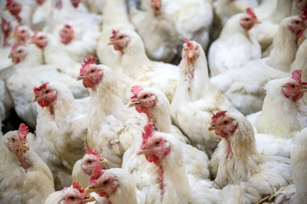 Pollo malato o Pollo triste in fattoria, Epidemia, influenza aviaria, problemi di salute . — Foto Stock