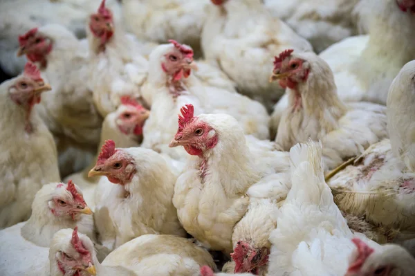 Pollo enfermo o pollo triste en la granja, Epidemia, gripe aviar, problemas de salud . — Foto de Stock