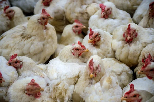 Pollo enfermo o pollo triste en la granja, Epidemia, gripe aviar, problemas de salud . — Foto de Stock