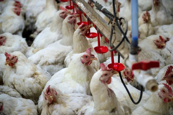 Galinha doente ou galinha triste na fazenda, epidemia, gripe aviária, problemas de saúde . — Fotografia de Stock