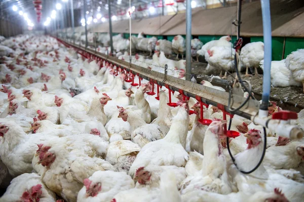 Pollo enfermo o pollo triste en la granja, Epidemia, gripe aviar, problemas de salud . — Foto de Stock